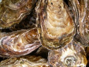 Oysters are yummy but under threat because of acidifying ocean waters that impact their survival and shell formation. Yoichira Nishimura | Freeimages.com
